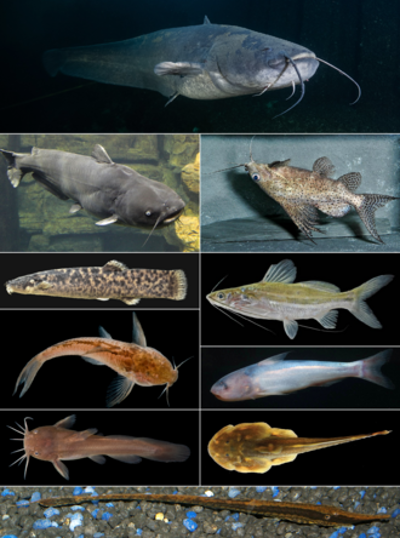 0 national catfish day united states 06 25