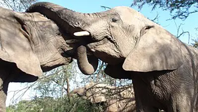 0 world elephant day international 08 12
