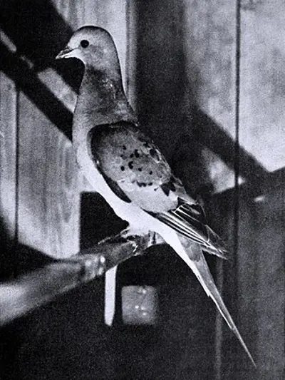 1914 the passenger pigeon which once numbered in the billions b 09 01