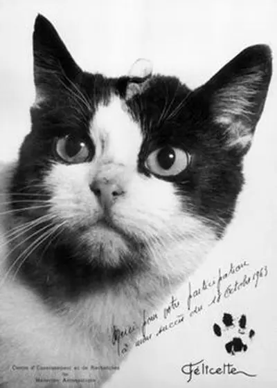 1963 felicette a black and white female parisian stray cat beco 10 18
