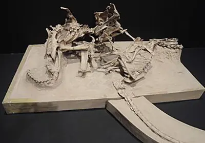 1971 fighting dinosaurs a fossil specimen featuring a velocirapt 08 03