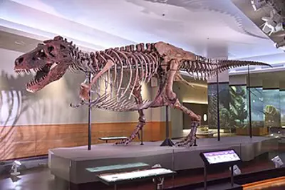 1990 sue the largest and most complete tyrannosaurus rex skeleto 08 12