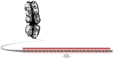 1997 in london scientists report the findings of the dna analysi 07 10