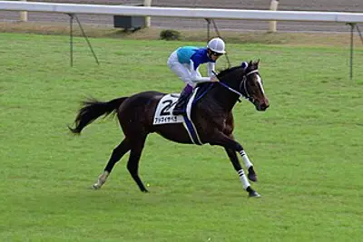 2004 admire vega japanese thoroughbred horse born 1966 10 29
