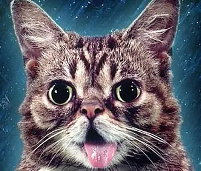 2011 lil bub american celebrity cat died 2019 06 21