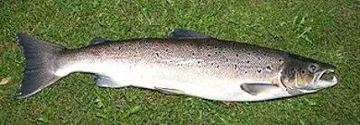 2017 tens of thousands of farmed non native atlantic salmon are a 08 19