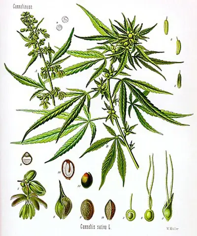 2018 cannabis is legalized in south africa through a ruling of t 09 18