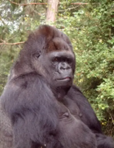 2018 koko western lowland gorilla and user of american sign lang 06 19
