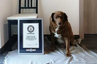 2023 bobi portuguese dog born 1992 10 21