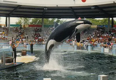 2023 lolita the second oldest orca in captivity born ca