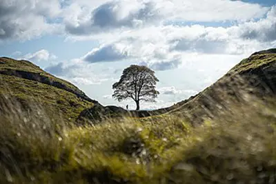 2023 the sycamore gap tree pictured in northumberland england 09 28
