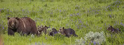 2024 grizzly 399 american grizzly bear born 1996 10 22