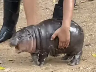 2024 moo deng thai celebrity pygmy hippopotamus 07 10